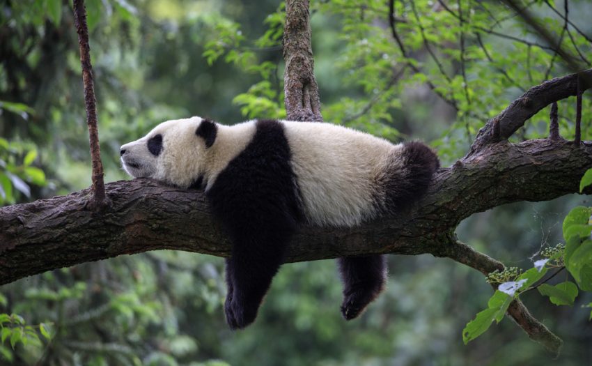 成都熊猫亚洲美食节-全球摄影大赛全线开启