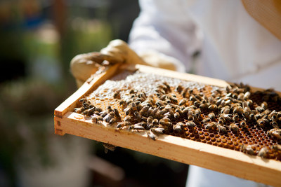 费尔蒙酒店及度假村推出蜜蜂可持续计划