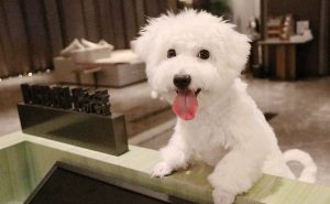 重庆渝融豪生酒店可带宠物入住