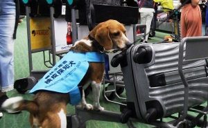 日本动物检疫所：从海外违法携带肉制品入境者将受到处罚