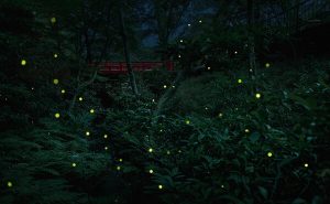 东京椿山庄大酒店庆祝70周年，举行“萤火虫之夜”活动